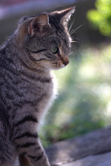 Brown tabby cat in the garden. Selective focus, beautiful green background. 