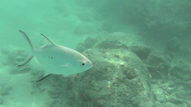 Tropical silvery fishes