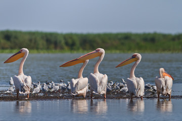 white pelicans
