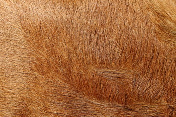 Alive cow fur skin macro