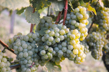 Weinanbau / Wein / Weinstock / Trauben Hintergrund