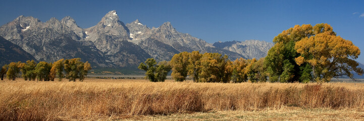 Tetons and Trees