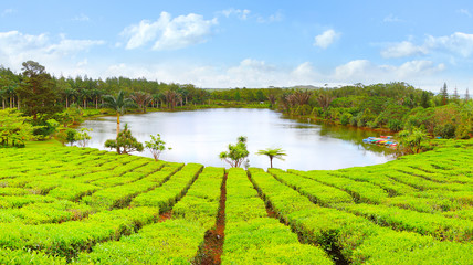 Lake in biggest tea plantations Bois Cheri on Mauritius Island. Tropical agriculture.