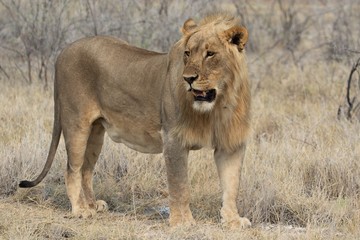 lion at etosha national park