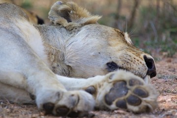 lioness having rest at kruger