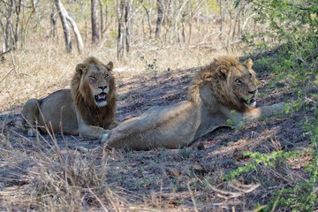 two lions having rest at kruger