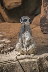 Fototapeta premium Portrait of playful and curious suricates in a small open resort
