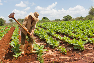 Rolnik uprawiający tytoń na Kubie