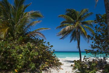 Plaża z palmami w Varadero na Kubie - obrazy, fototapety, plakaty