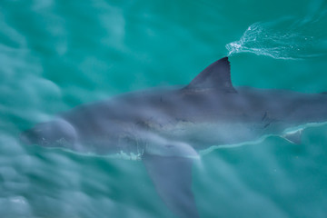 Fototapeta premium Shark fin