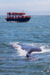 Obraz premium Whale watching