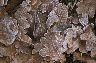 Frozen oak leafs