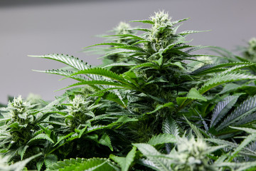 Indoor Marijuana bud under lights