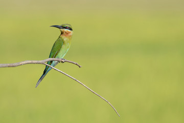 A beautiful bird Blue tailed Bee eater on a branch