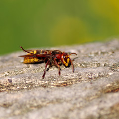 Hornet on a wooden bark