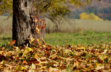 Trees in autumn