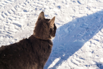 Gray cat in winter