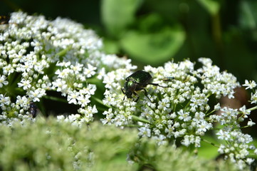 Green beetle,  cetonia aurata