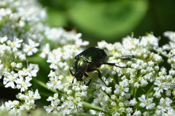 Green beetle,  cetonia aurata