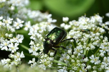 Green beetle,  cetonia aurata