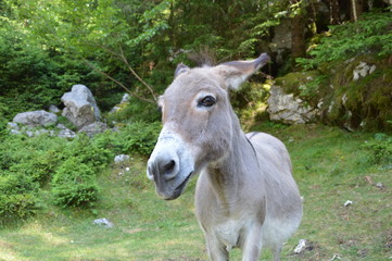 Donkey