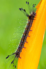 Lagarta comendo uma flor.