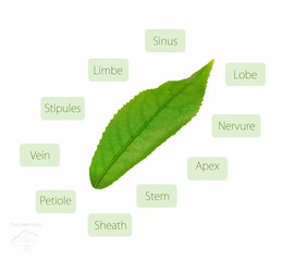 Leaf anatomy diagram