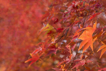 赤　紅葉　背景素材
