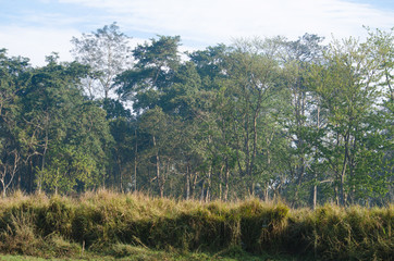 forest in nation park and blue background