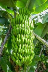 Banana Plantation Field in Tenerife Canary Islands