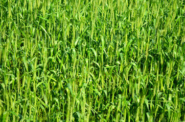 Asian rice grow Paddy fields in thailand and blue sky is backgro