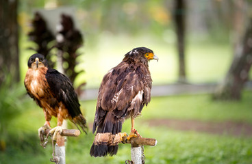 Two eagle