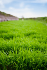 Close up of green rice