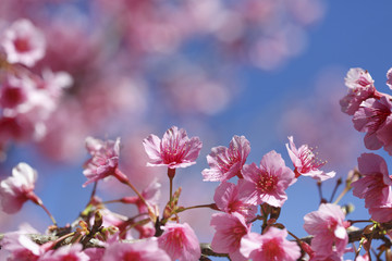 Cherry blossom, sakura flowers