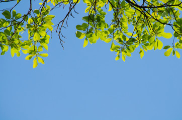 GREEN LEAF BACKGROUND and  blue sky.
