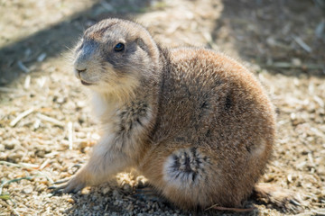 プレーリードッグ