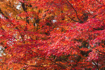 赤　紅葉　背景素材