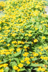 Obraz premium Yellow flowers field
