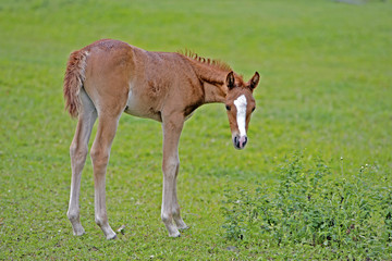 Chestnut Arabian Filly standing in the rain in spring pasture.