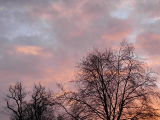 winterliche Bäume und leicht bewölkter Himmel am frühen Morgen - kurz nach Sonnenaufgang
