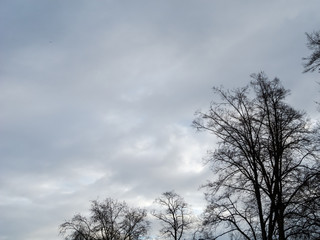 Fototapeta na wymiar winterliche Bäume und leicht bewölkter Himmel