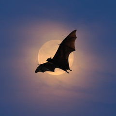 Bats flying at night © panda3800