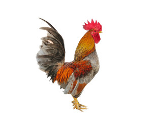 Fototapeta premium Rooster isolated on white background