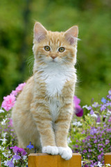 Ginger tabby Kitten standing on fence, watching