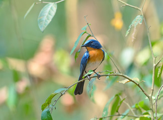 Bird (Hill Blue Flycatcher) , Thailand