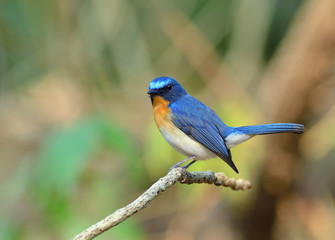 Bird (Hill Blue Flycatcher) , Thailand