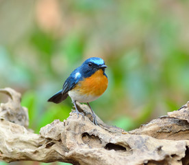 Obraz na płótnie Canvas Bird (Hill Blue Flycatcher) , Thailand