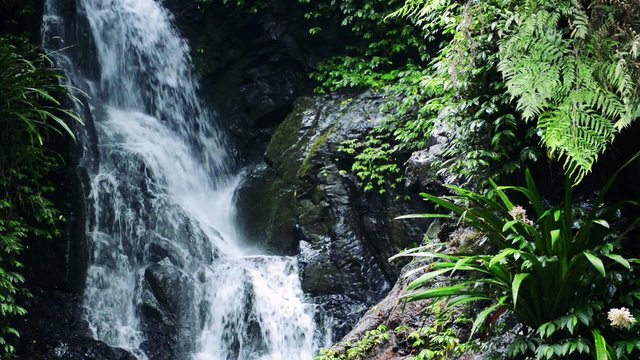 Waterfall in Lamington National Park in Queensland, Australia.