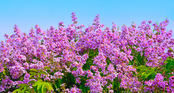 Inthanin flower