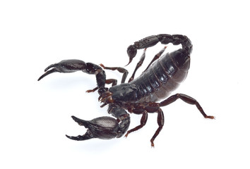 Scorpion isolated on white background
